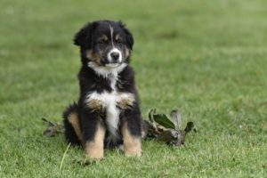 Poc'han chiot Copyright YJ Conseils avant adoption animal