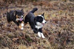 Chiens en vol Copyright YJ