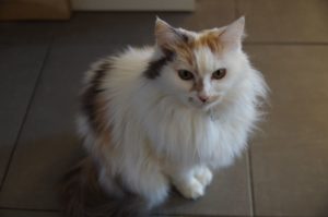 Polka assise Copyright AJ Conseils avant adoption animal