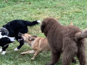 Bagarre chiens Copyright YJ Comportements indésirables chien