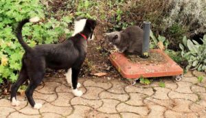Face à face chien-chat
