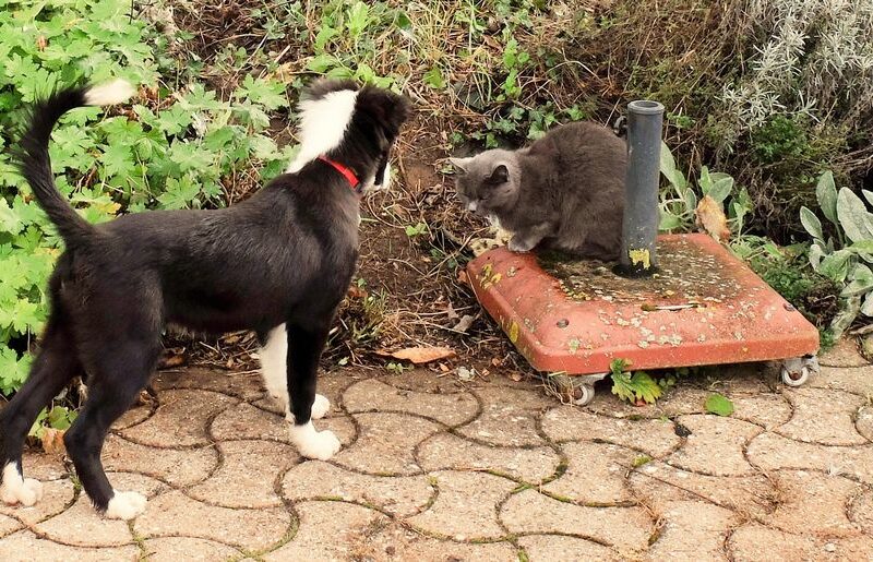 Oniks et Cayenne recadré_web Copyright YJ Face à face chien-chat