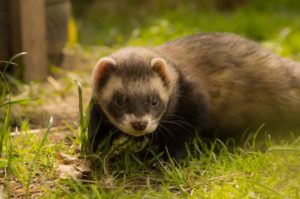 ferret-gdf39d386b_1280 Pixabay