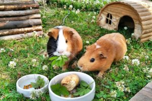 guinea-pig-g6ad19a47d_640 maison Pixabay Conseils avant adoption: animal de compagnie