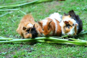 guinea-pig-g7d1c52e62_1280 Pixabay Troubles comportement NAC