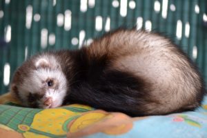 huron-gadc7c5237_1280 furet dort Pixabay