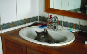 2010-02-20_09-06-08 Copyright YJ Chat territorial