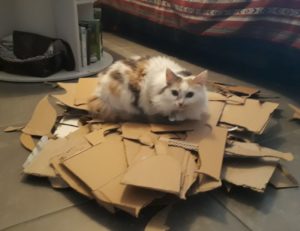 Comportements indésirables chat