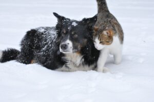 Chien chat neige Pixabay Chien chat dans la neige