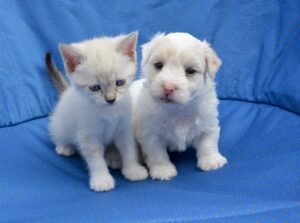 Chiot et chaton blancs Pixabay Chiot avec chaton